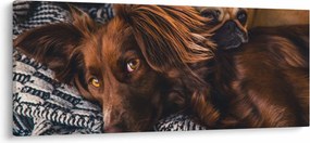 Tablou cu câini dormind (120x50 cm)