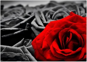 Tablou - Trandafir (70x50 cm)