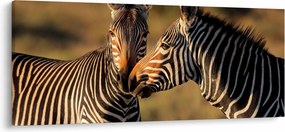 Tablou - Două zebre (120x50 cm)