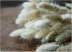 Tablou - Coadă de iepure (70x50 cm)