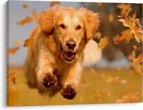 Tablou - Golden Retriever (70x50 cm)