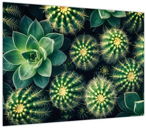 Tablou - Cactuși (70x50 cm)