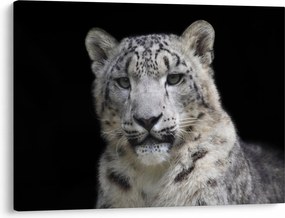 Tablou - Snow Leopard (70x50 cm)