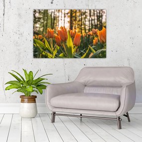 Tablou - florile lalelelor (90x60 cm)