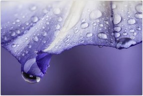 Tablou - Petală cu picături (90x60 cm)