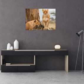 Tablou pe sticlă - două leoaice (70x50 cm)