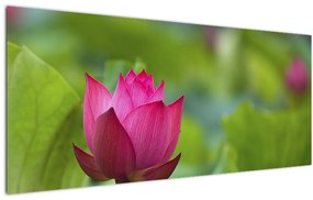 Tablou - floare de apă (120x50 cm)