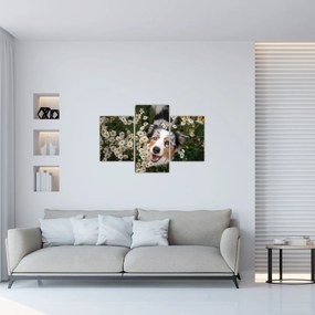 Tablou - Ciobănesc australian (90x60 cm)