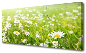 Tablou pe panza canvas Meadow Natura Alb Galben Margarete Verde