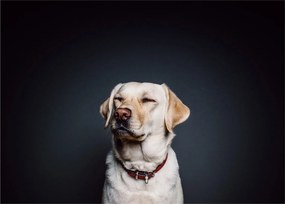 Tablou pe sticlă cu labrador (70x50 cm)