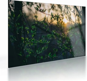 Tablou pe sticlă - Soarele strălucind printre crengile copacilor (70x50 cm)