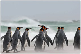 Tablou pinguini în ocean (90x60 cm)