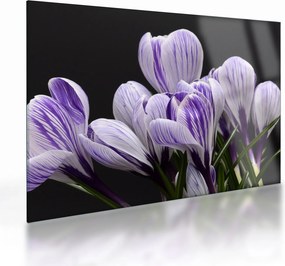 Tablou pe sticlă - Crocus violet (70x50 cm)