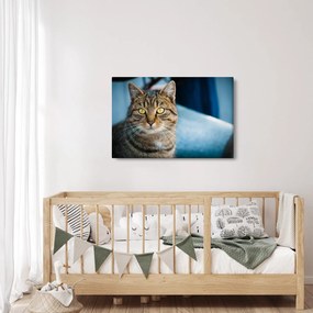 Tablou - Pisica domestică (90x60 cm)