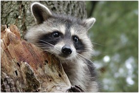 Tablou - Raton (90x60 cm)