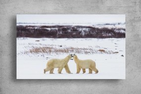 Tablou Canvas - Ursii polari jucausi