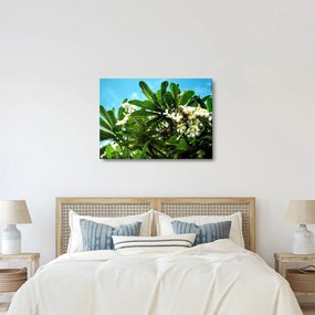 Tablou - Plumeria (70x50 cm)