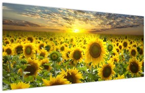 Tablou - Floarea-soarelui la apus de soare (120x50 cm)