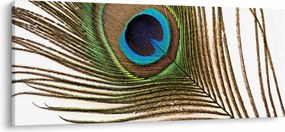 Tablou cu pene de păun (120x50 cm)
