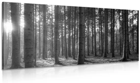 Tablou dimineața în pădure în design alb-negru