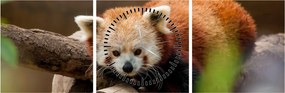Tablou cu panda roșie (cu ceas) (90x30 cm)