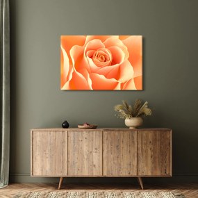 Tablou - Imaginea- Trandafiri, culoarea caisei (90x60 cm)