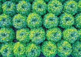 Fototapet - Salată (254x184 cm)