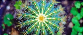 Tablou cu cactus (120x50 cm)