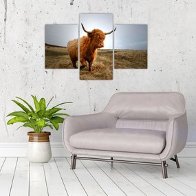 Tablou - Vaci scoțiene (90x60 cm)