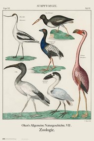 Poster Vintage Birds, John James Audubon