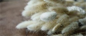 Tablou - Coadă de iepure (120x50 cm)