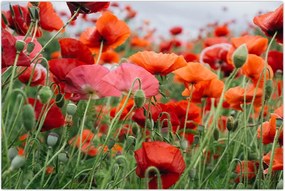 Tablou din câmp cu maci (90x60 cm)