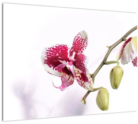 Tablou pe sticlă cu floarea de orhidee (70x50 cm)