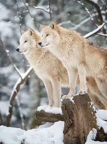 Fotografie Arctic Wolves Pack in Wildlife, Winter Forest, 4FR