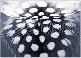 Tablou - Pană (70x50 cm)