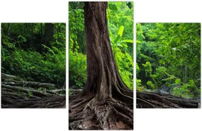 Tablou - Copac bătrîn cu rădăcini (90x60 cm)