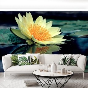 Fototapet Floare de lotus