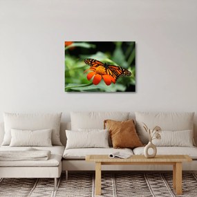 Tablou pe sticlă cu fluture pe floare (70x50 cm)