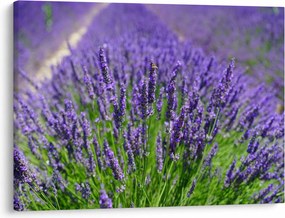 Tablou - lavanda (70x50 cm)