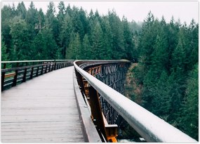 Tablou - Pod spre vârfurile copacilor (70x50 cm)