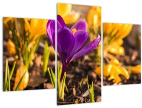 Tablou cu floare violetă (90x60 cm)
