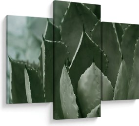 Tablou - Agave verde (90x60 cm)