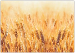 Tablou - câmp cu grâne (70x50 cm)