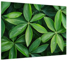 Tablou pe sticlă - Frunze cu picături de rouă (70x50 cm)