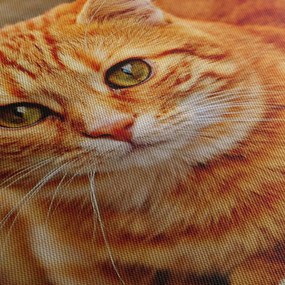 Tablou - Pisica tolenită (120x50 cm)