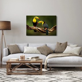 Tablou tucani sezând , Costa Rica (90x60 cm)
