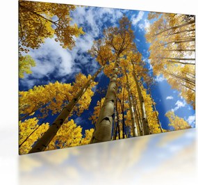Tablou pe sticlă - Aspen (70x50 cm)