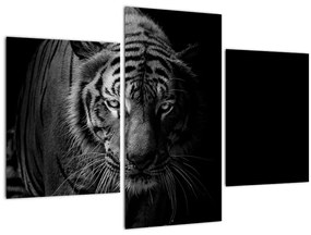 Tablou - Tigru sălbatic (90x60 cm)
