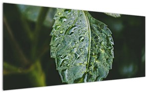 Tablou - picături pe frunză (120x50 cm)