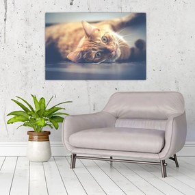 Tablou - Pisici pe podea (90x60 cm)